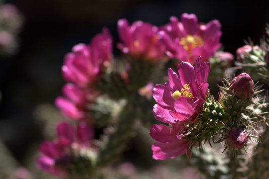 Staghorn Cholla cactus flowers (Cylindropuntia versicolor),