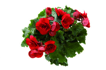begonia rouge