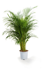 areca plante verte