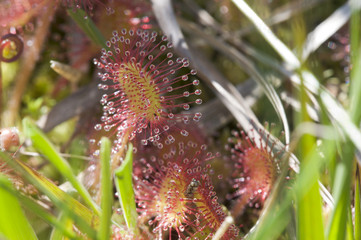 Rundblättrige Sonnentau - Drosera rotundifolia