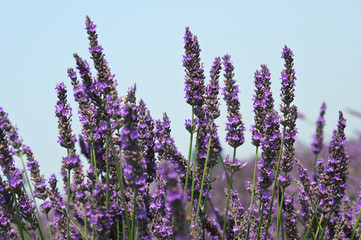 Lavanda in fiore