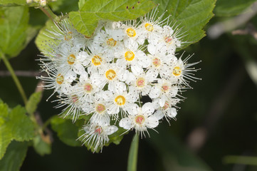 Schneeball - Viburnum