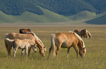 Fototapeta na wymiar dzikie konie