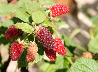 Tayberries at various stages of ripening