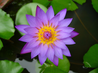 Purple waterlily