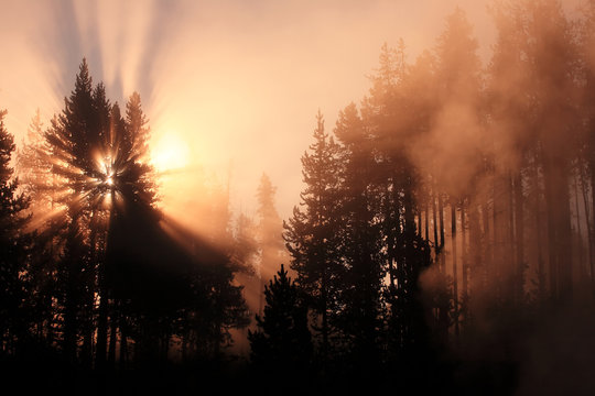 Misty forest with sunrise Yellowstone United States.