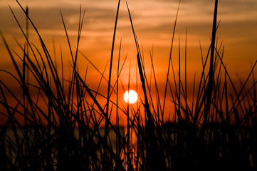 Gräser am Strand bei Sonnenuntergang