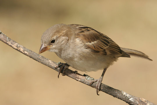 Gorri&oacute;n