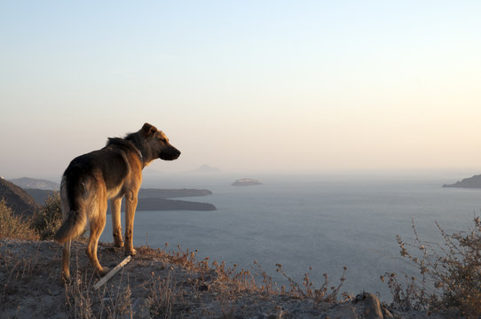 Hund blickt von griechischer Insel in die Abendsonne