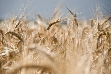 Fototapeta premium champ de blé