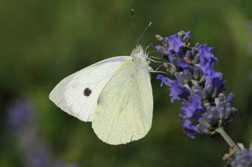 Lavander and butterfly