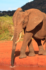 Fototapeta na wymiar Krok wiedzieć Elephant