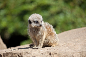 Young meerkat (suricate) on rock