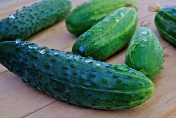 appetizing green young cucumber