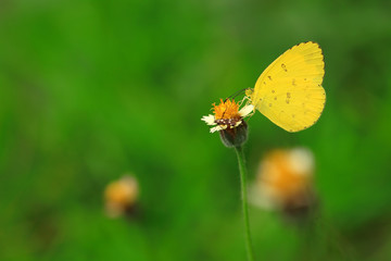 The Yellow Butterfly