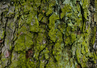 Tree bark