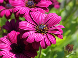 Blüte
