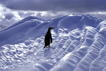 Obraz premium Penguin on Ice