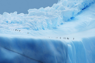 Fototapeta na wymiar Pingwiny na lodzie