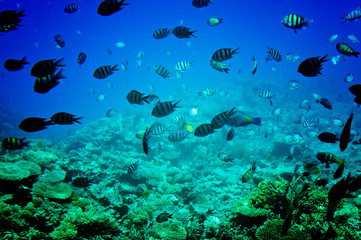 Astonishing undersea world of Red sea.