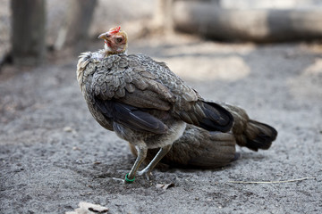 Gallina Faraona