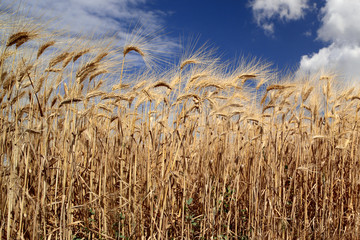 Campo di grano e cereali in estate 