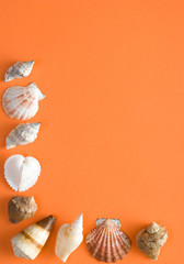 Seashells on a sheet of shaggy paper