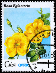 CUBA - CIRCA 1979 Sweetbrier Rose