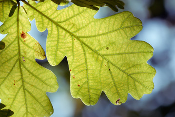 Oak leaf