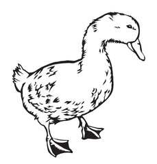 Fototapeta na wymiar duck