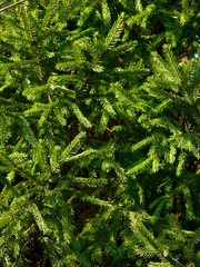 Fur-tree. Fir-needle.