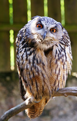 Der Blick des Uhu - Eagle-owl