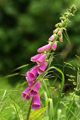 Obraz premium Blumen 154