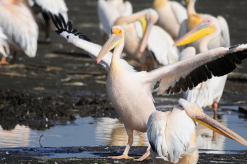 Great White Pelican (Pelecanus onocrotalus), lake Nakuru