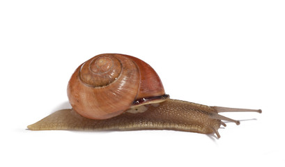 snail