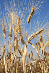 Spighe di Grano con sfondo azzurro © RobertoM