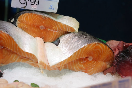 Salmon