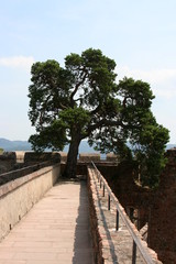 Baum auf Schloss Auerbach