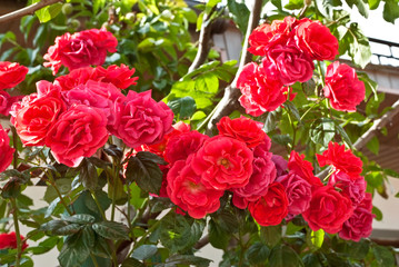 bush of red roses in the garden