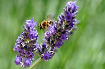 abeille et lavande