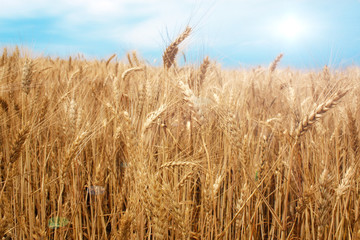 wheat field over the blue sky background in summer