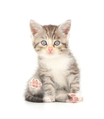 Kitten on a white background