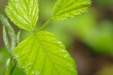 若葉