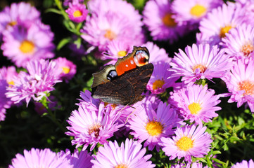 Flowers. Spring. Zarte Natur