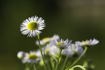 Junge Margeriten im Sommer,Nahaufnahme