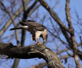 Feeding Cooper's Hawk