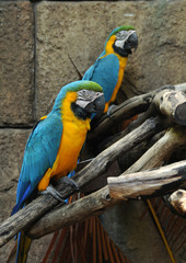 Colorful parrots