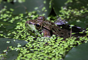 Floating Bullfrog