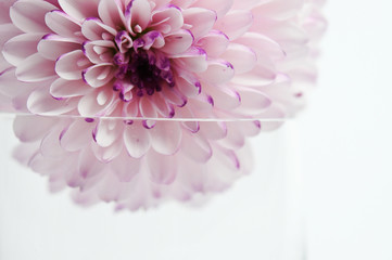 Romantische Blumen
