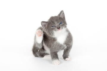 blue eyed grey kitten isolated on white